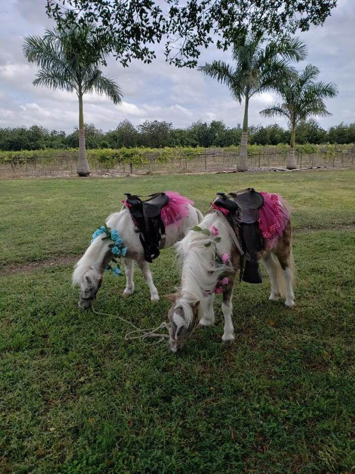 Decorated Ponies