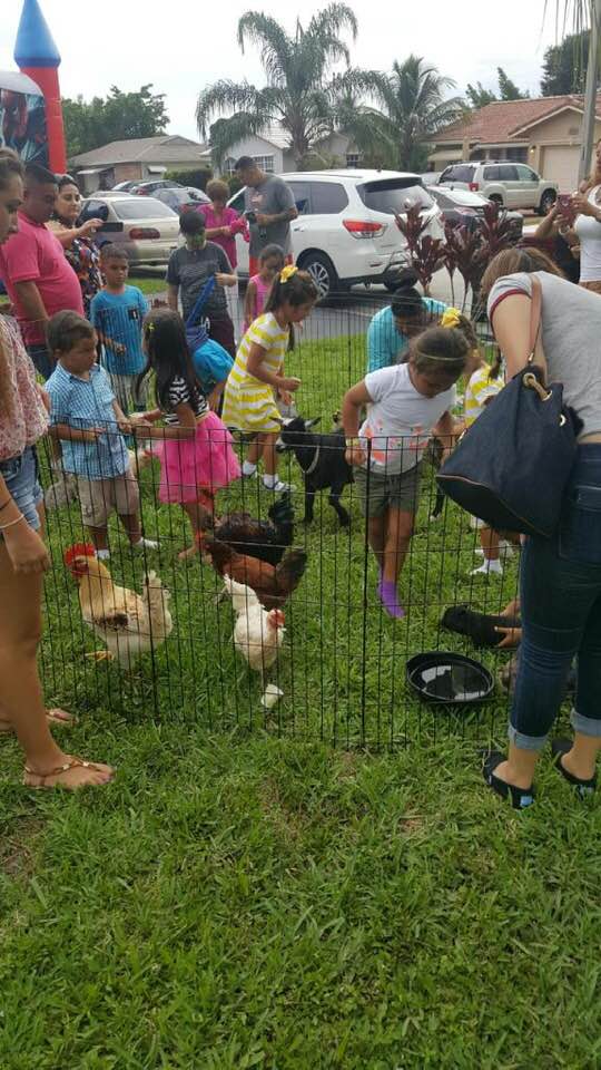 Petting Zoo