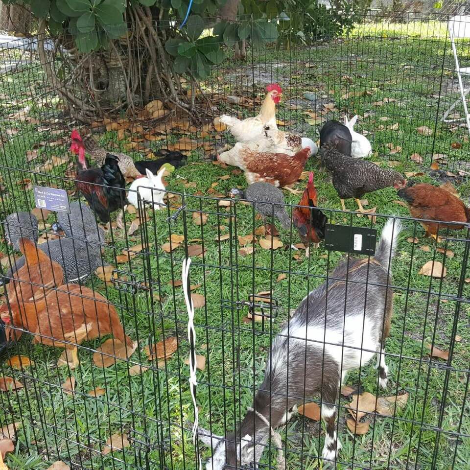Petting Zoo