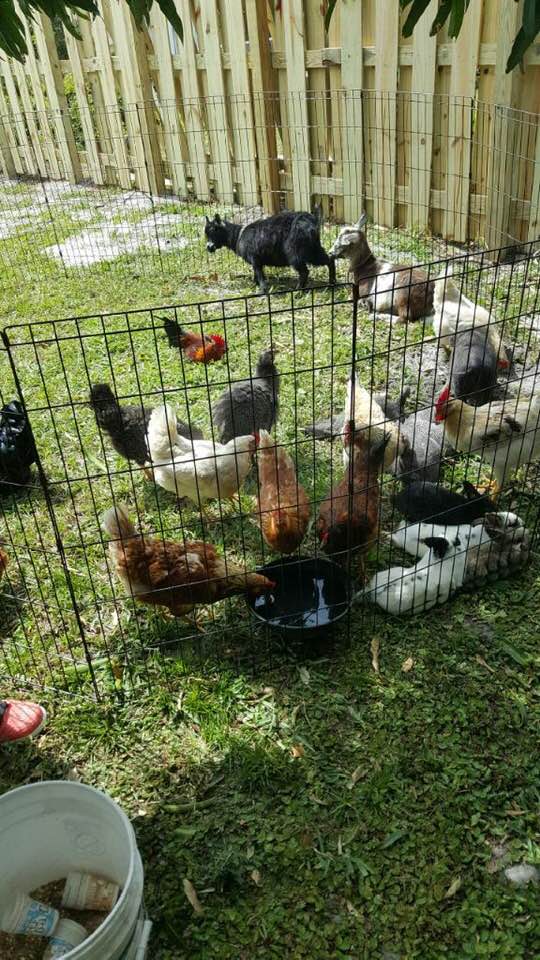 Petting Zoo