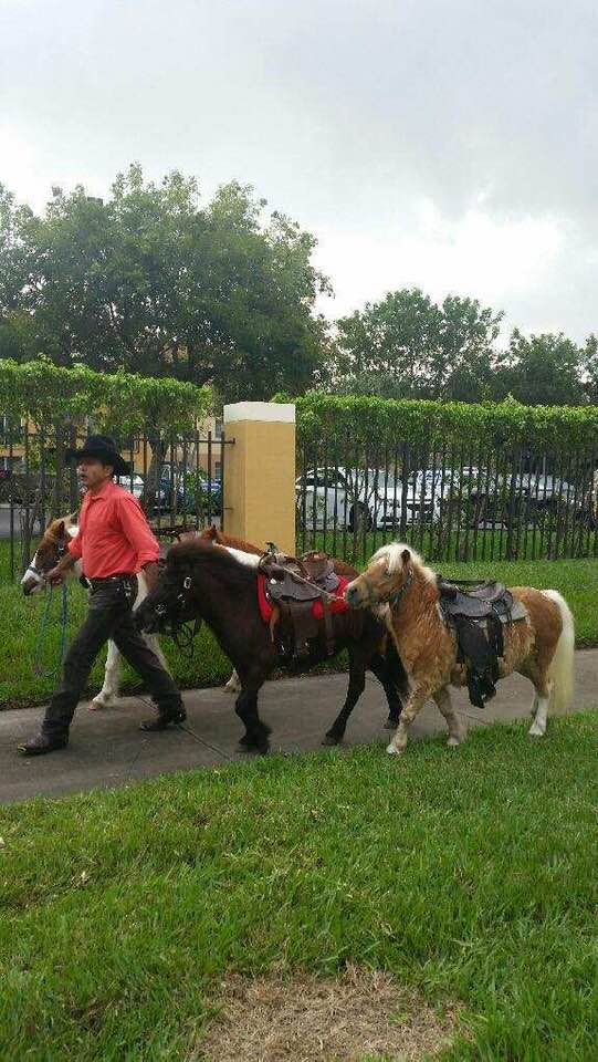 Regular Ponies