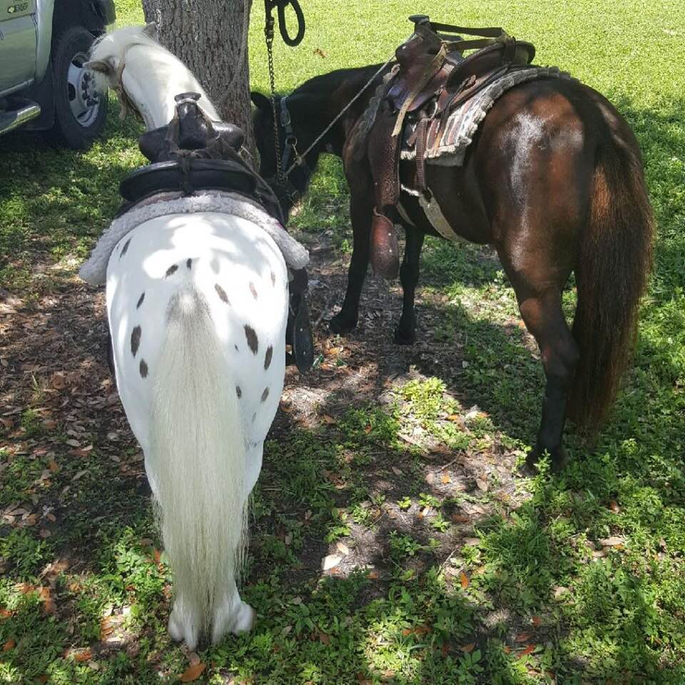 Regular Ponies